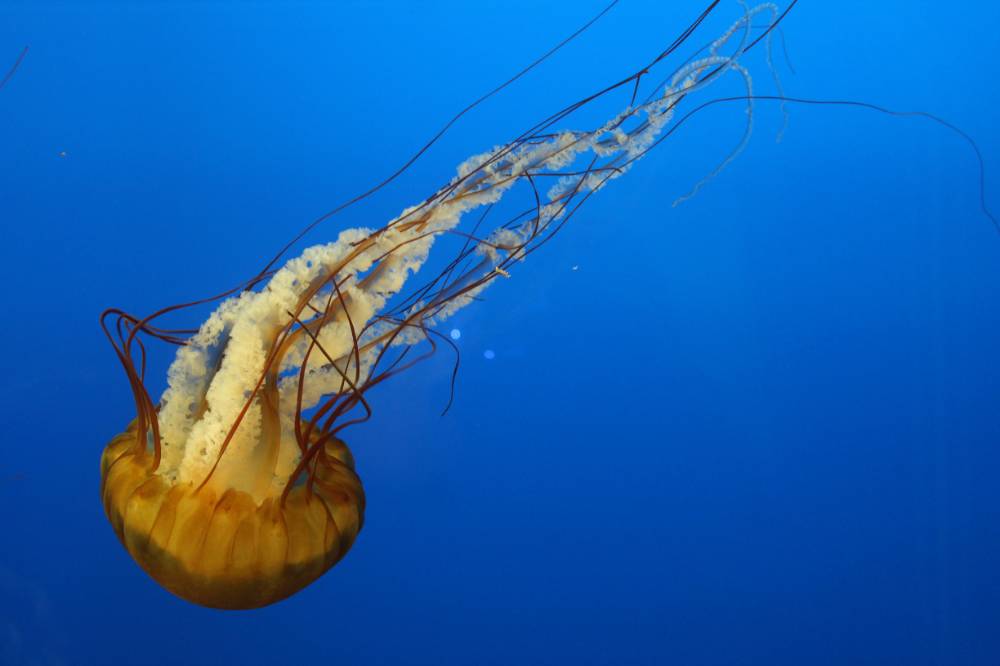 Digital photograph of an orange jellyfish turning